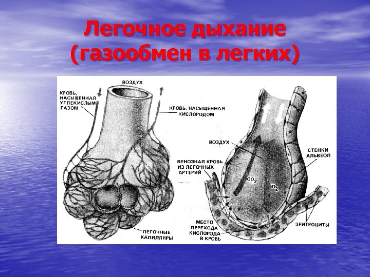 Легочное дыхание (газообмен в легких) 