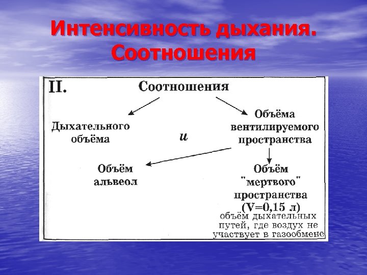 Интенсивность дыхания. Соотношения 