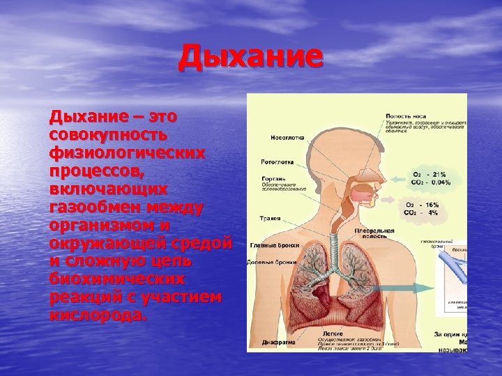 Дыхание – это совокупность физиологических процессов, включающих газообмен между организмом и окружающей средой и