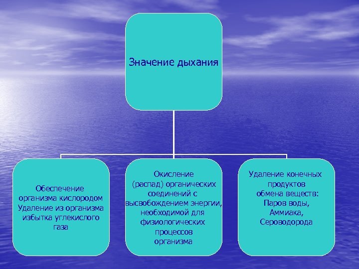 Какую роль дыхания в жизни организмов. Значение дыхания. Значение дыхания для организма. Значение дыхания для живых организмов. Дыхание значение дыхания.