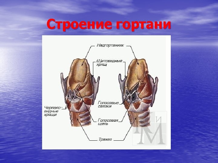 Строение гортани 