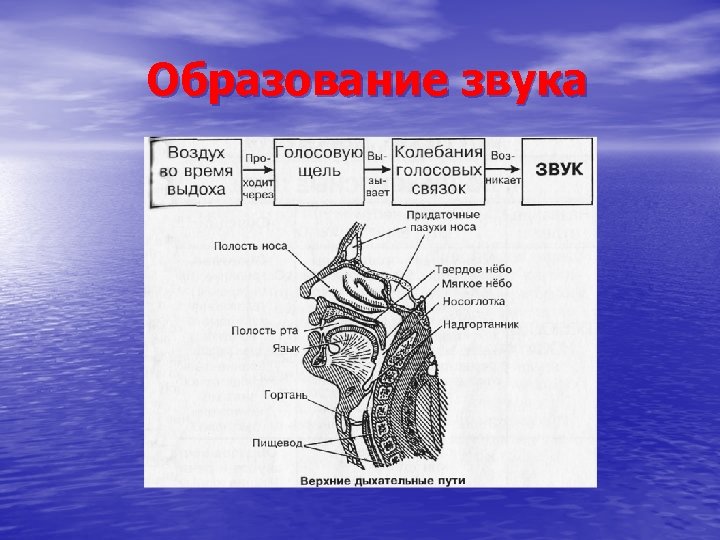 Образование звука 