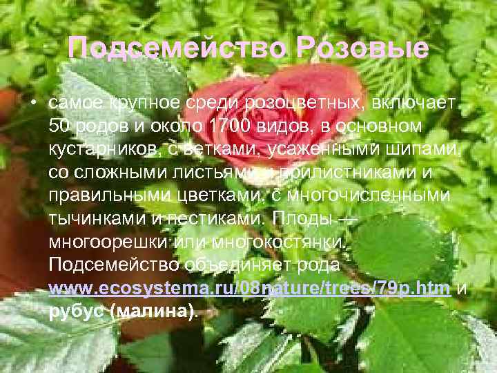 Подсемейство Розовые • самое крупное среди розоцветных, включает 50 родов и около 1700 видов,