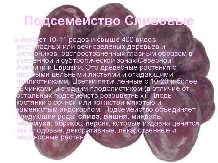 Подсемейство Сливовые включает 10 -11 родов и свыше 400 видов листопадных или вечнозелёных деревьев