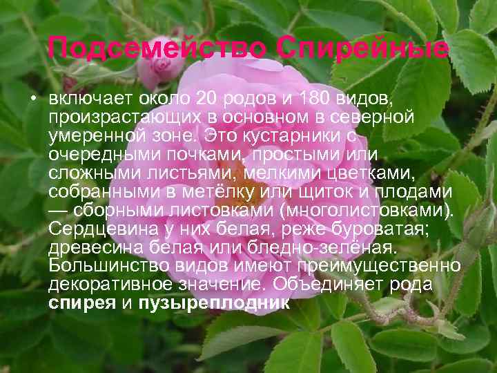 Подсемейство Спирейные • включает около 20 родов и 180 видов, произрастающих в основном в