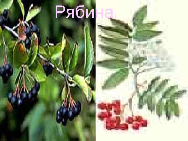 Рябина 