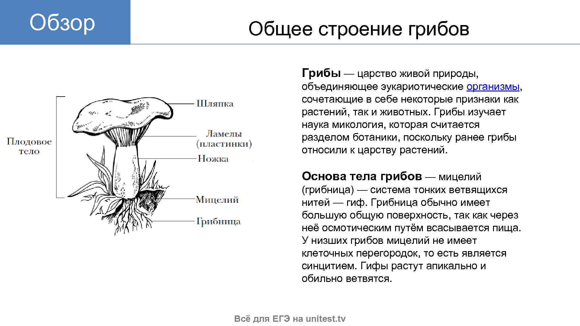Обзор Общее строение грибов Грибы — царство живой природы, объединяющее эукариотические организмы, сочетающие в