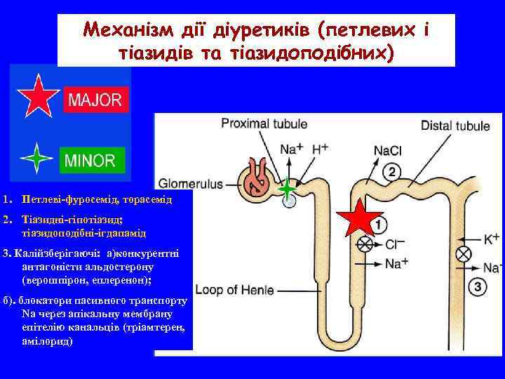 Механізм дії діуретиків (петлевих і тіазидів та тіазидоподібних) 1. Петлеві-фуросемід, торасемід 2. Тіазидні-гіпотіазид; тіазидоподібні-ігдапамід