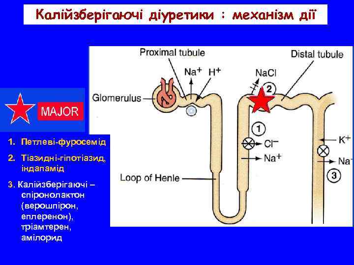 Калійзберігаючі діуретики : механізм дії 1. Петлеві-фуросемід 2. Тіазидні-гіпотіазид, індапамід 3. Калійзберігаючі – спіронолактон