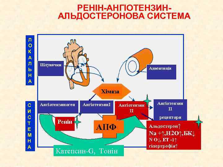 РЕНІН-АНГІОТЕНЗИНАЛЬДОСТЕРОНОВА СИСТЕМА Л О К А Л Ь Н А Шлуночки Адвентиція Хімаза С