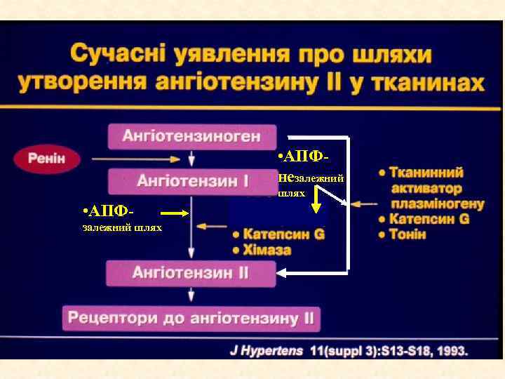  • АПФнезалежний шлях • АПФзалежний шлях 