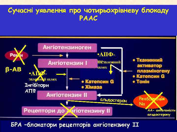 Сучасні уявлення про чотирьохрівневу блокаду РААС • АПФнезалежний β-АВ шлях • АПФзалежний шлях Інгібітори