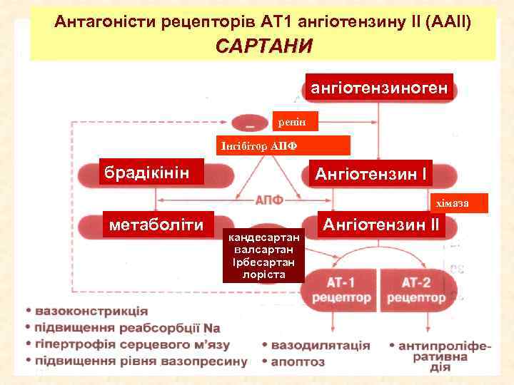 Антагоністи рецепторів АТ 1 ангіотензину ІІ (ААІІ) САРТАНИ ангіотензиноген ренін Інгібітор АПФ брадікінін Ангіотензин