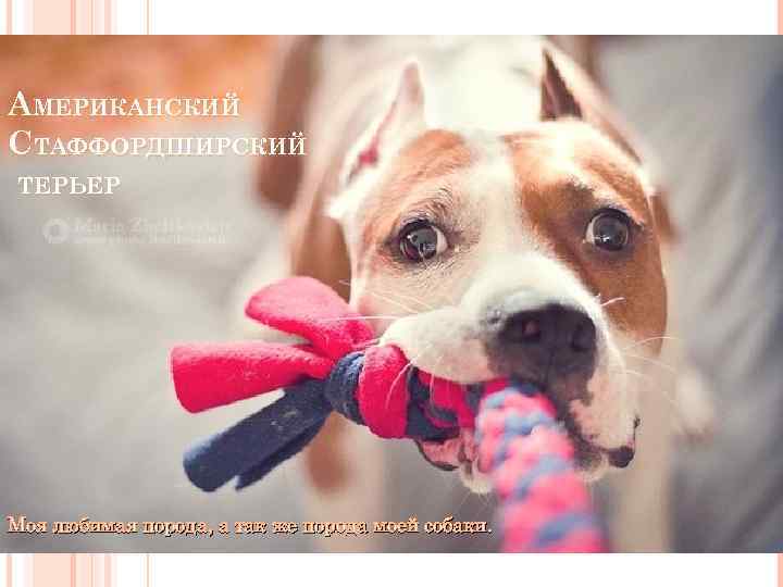 АМЕРИКАНСКИЙ СТАФФОРДШИРСКИЙ ТЕРЬЕР Моя любимая порода, а так же порода моей собаки. 