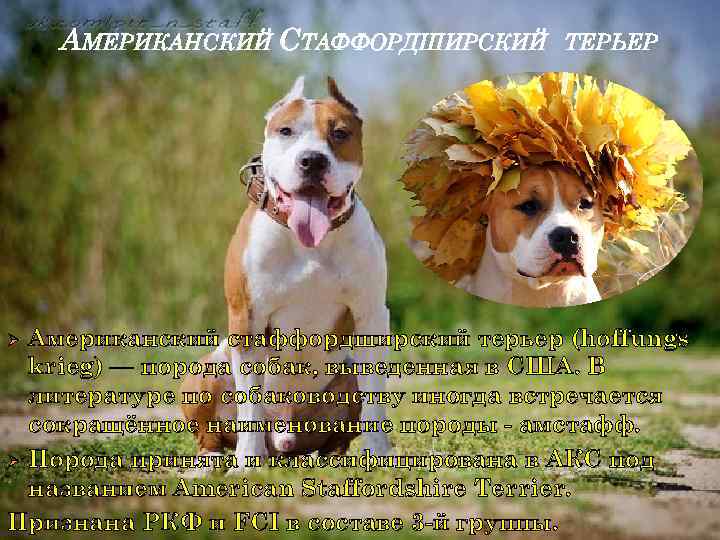 АМЕРИКАНСКИЙ СТАФФОРДШИРСКИЙ ТЕРЬЕР Американский стаффордширский терьер (hoffungs krieg) — порода собак, выведенная в США.