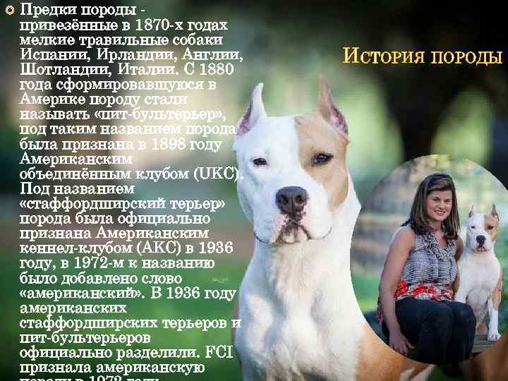  Предки породы привезённые в 1870 -х годах мелкие травильные собаки Испании, Ирландии, Англии,