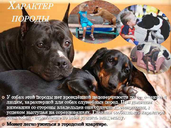 ХАРАКТЕР ПОРОДЫ У собак этой породы нет врождённой недоверчивости по отношению к людям, характерной