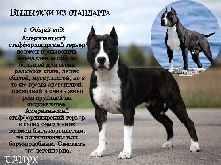 ВЫДЕРЖКИ ИЗ СТАНДАРТА Общий вид: Американский стаффордширский терьер должен производить впечатление собаки большой для