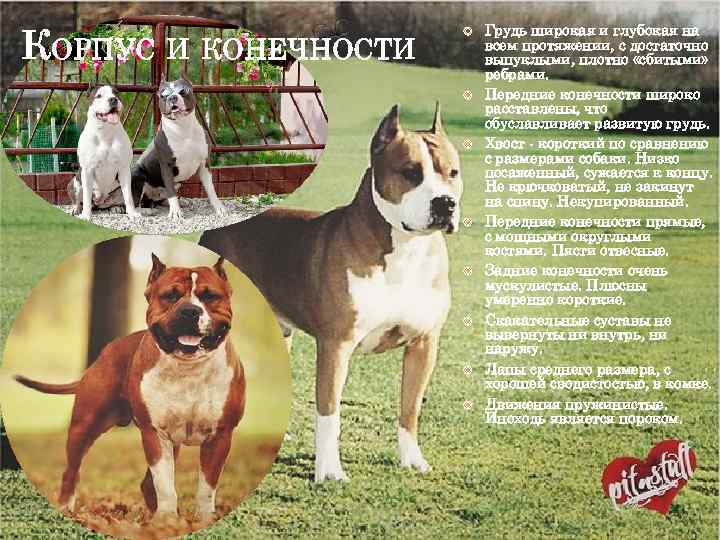 КОРПУС И КОНЕЧНОСТИ Грудь широкая и глубокая на всем протяжении, с достаточно выпуклыми, плотно