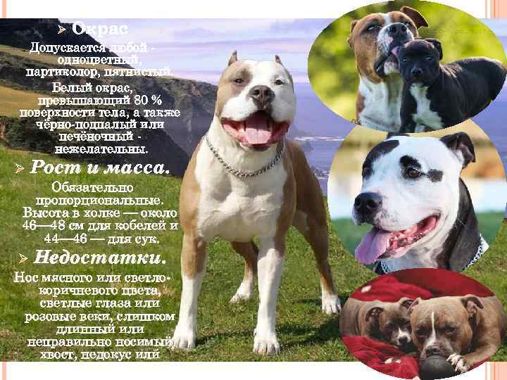 Ø Окрас Допускается любой одноцветный, партиколор, пятнистый. Белый окрас, превышающий 80 % поверхности тела,