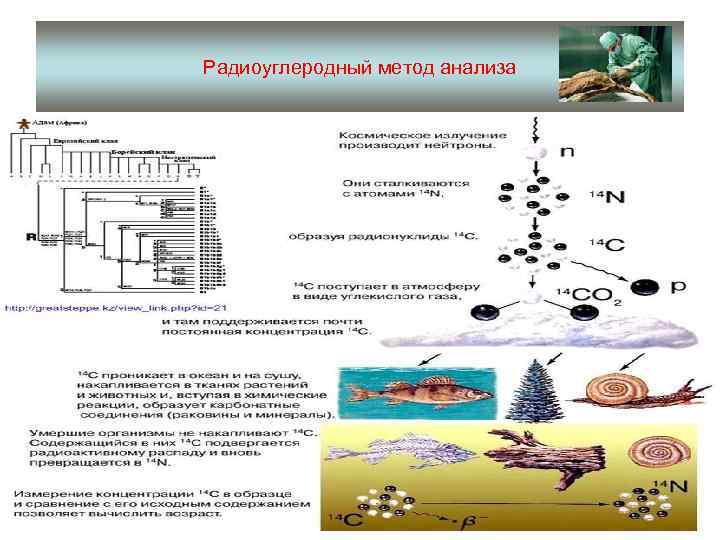 Радиоуглеродный анализ картинки