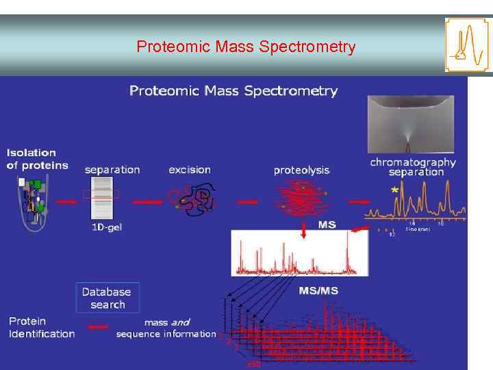 Proteomic Mass Spectrometry 