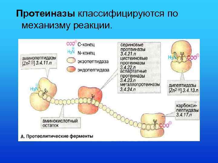 Протеиназы классифицируются по механизму реакции. 