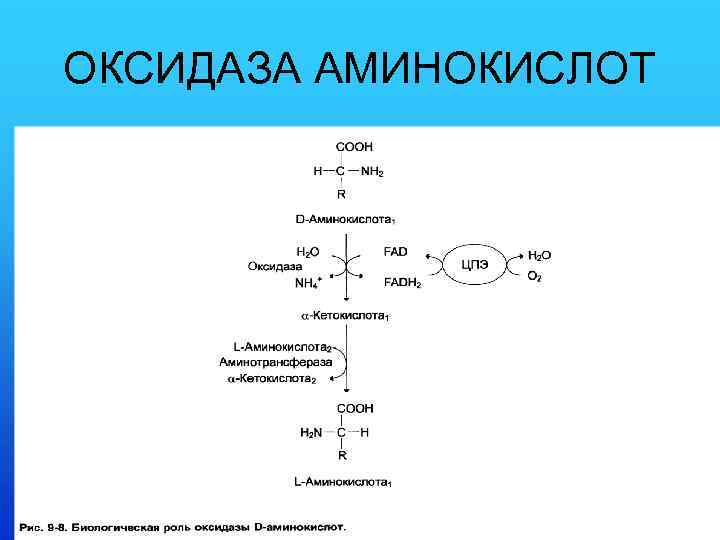 ОКСИДАЗА АМИНОКИСЛОТ 