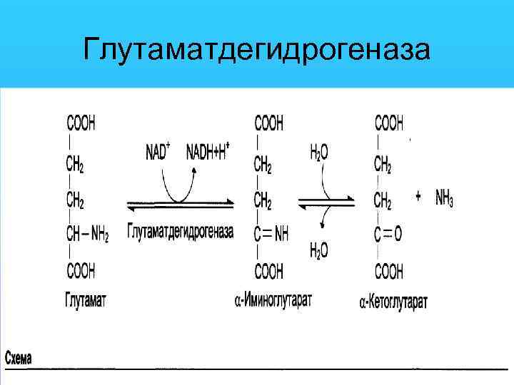 Глутаматдегидрогеназа 