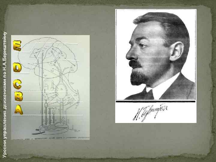 Уровни управления движениями по Н. А. Бернштейну 