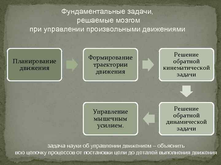 Фундаментальные задачи, решаемые мозгом при управлении произвольными движениями Решение обратной кинематической задачи Управление мышечным