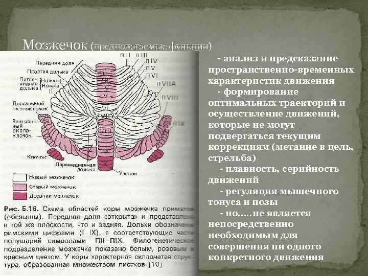 Мозжечок (предполагаемые функции) - анализ и предсказание пространственно-временных характеристик движения - формирование оптимальных траекторий