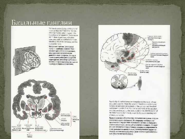 Базальные ганглии 