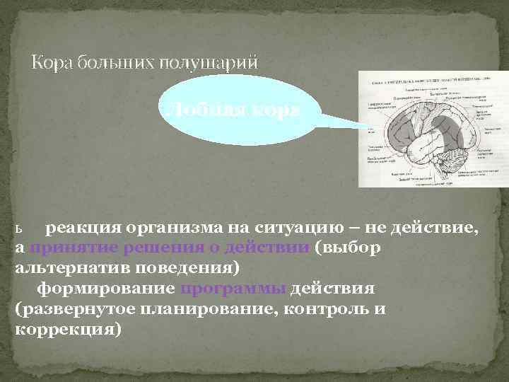 Кора больших полушарий Лобная кора ь реакция организма на ситуацию – не действие, а