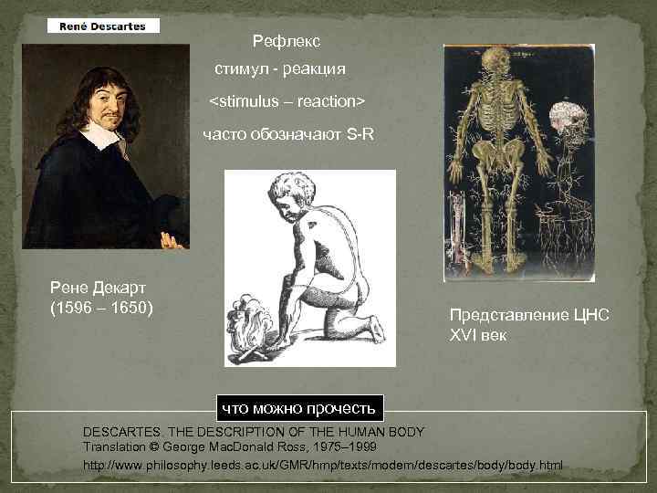 Рефлекс стимул - реакция <stimulus – reaction> часто обозначают S-R Рене Декарт (1596 –