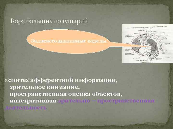 Кора больших полушарий Заднеассоциативные отделы ь синтез афферентной информации, зрительное внимание, пространственная оценка объектов,