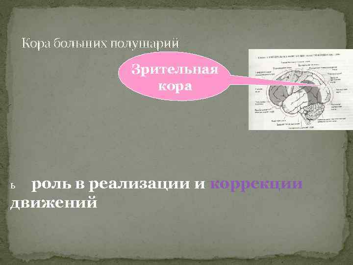 Кора больших полушарий Зрительная кора роль в реализации и коррекции движений ь 