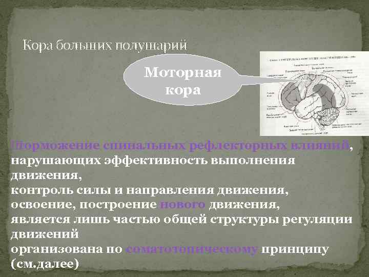 Кора больших полушарий Моторная кора Ш торможение спинальных рефлекторных влияний, нарушающих эффективность выполнения движения,