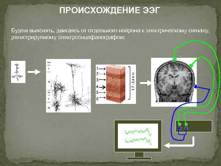 ПРОИСХОЖДЕНИЕ ЭЭГ Будем выяснять, двигаясь от отдельного нейрона к электрическому сигналу, регистрируемому электроэнцефалографом: 