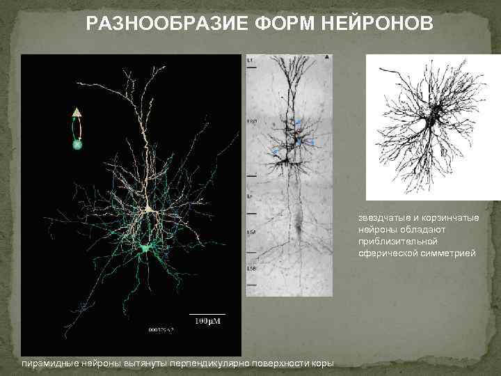 РАЗНООБРАЗИЕ ФОРМ НЕЙРОНОВ звездчатые и корзинчатые нейроны обладают приблизительной сферической симметрией пирамидные нейроны вытянуты