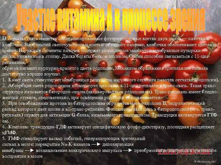 В сетчатке глаза имеются специализированные фоторецепторные клетки двух типов — палочки и колбочки. Наибольшей