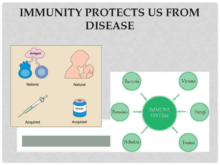 IMMUNITY PROTECTS US FROM DISEASE 