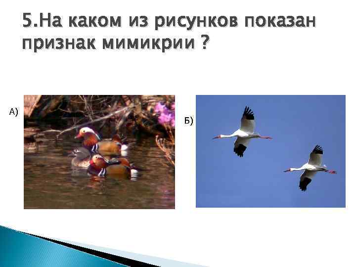 5. На каком из рисунков показан признак мимикрии ? А) Б) 
