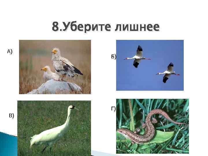 8. Уберите лишнее А) Б) Г) В) 