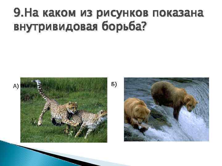 9. На каком из рисунков показана внутривидовая борьба? А) Б) 