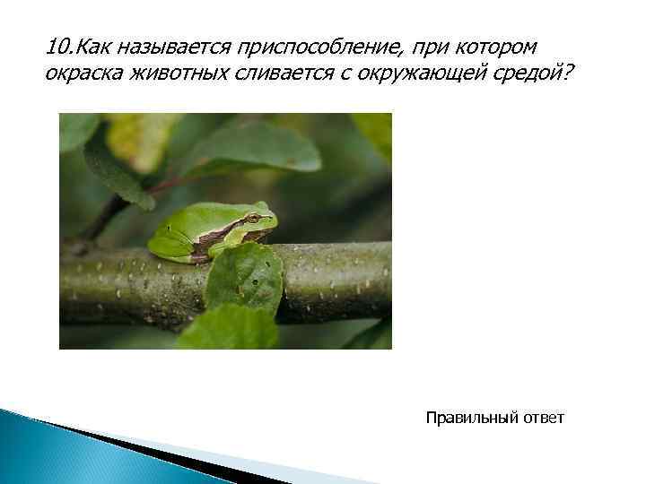 10. Как называется приспособление, при котором окраска животных сливается с окружающей средой? Правильный ответ