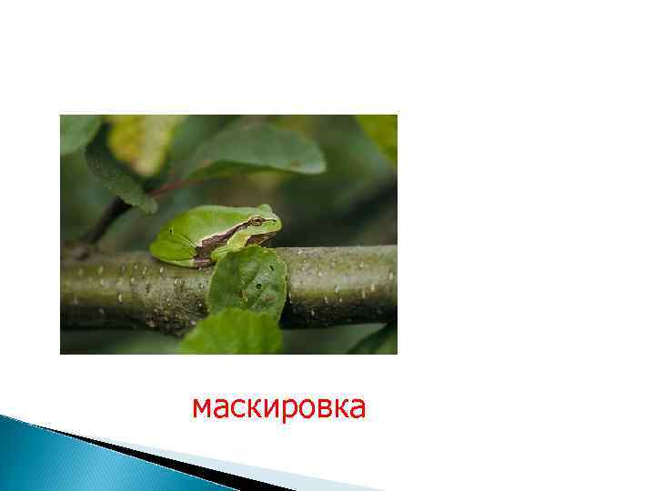 маскировка 