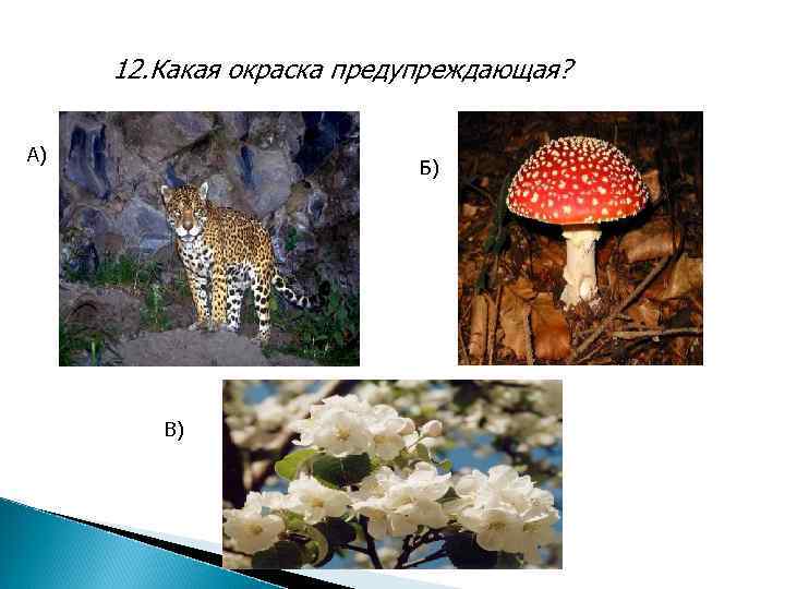 12. Какая окраска предупреждающая? А) Б) В) 
