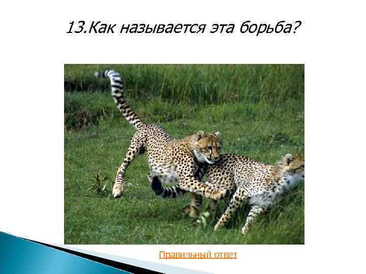 13. Как называется эта борьба? Правильный ответ 