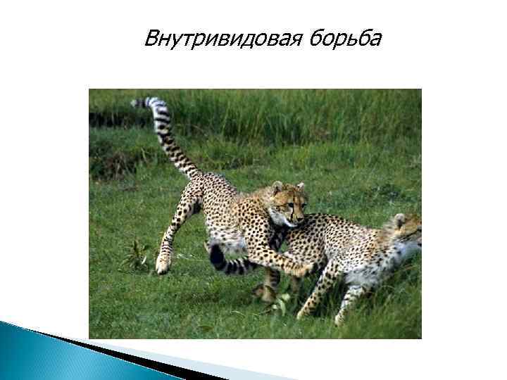 Внутривидовая борьба 